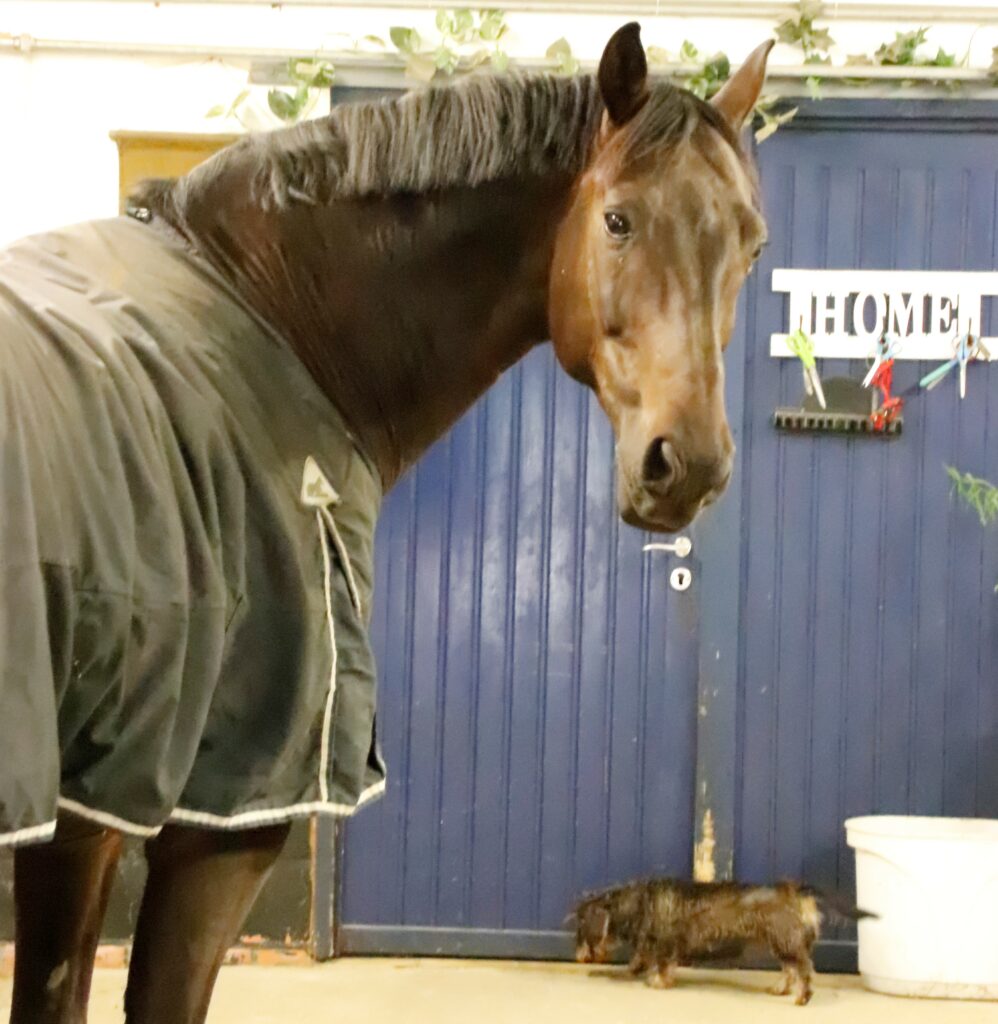 Tijd besef is één van de grote psychische verschillen tussen paard en mens.