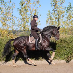 Opgericht met ondertredende achterhand in galop