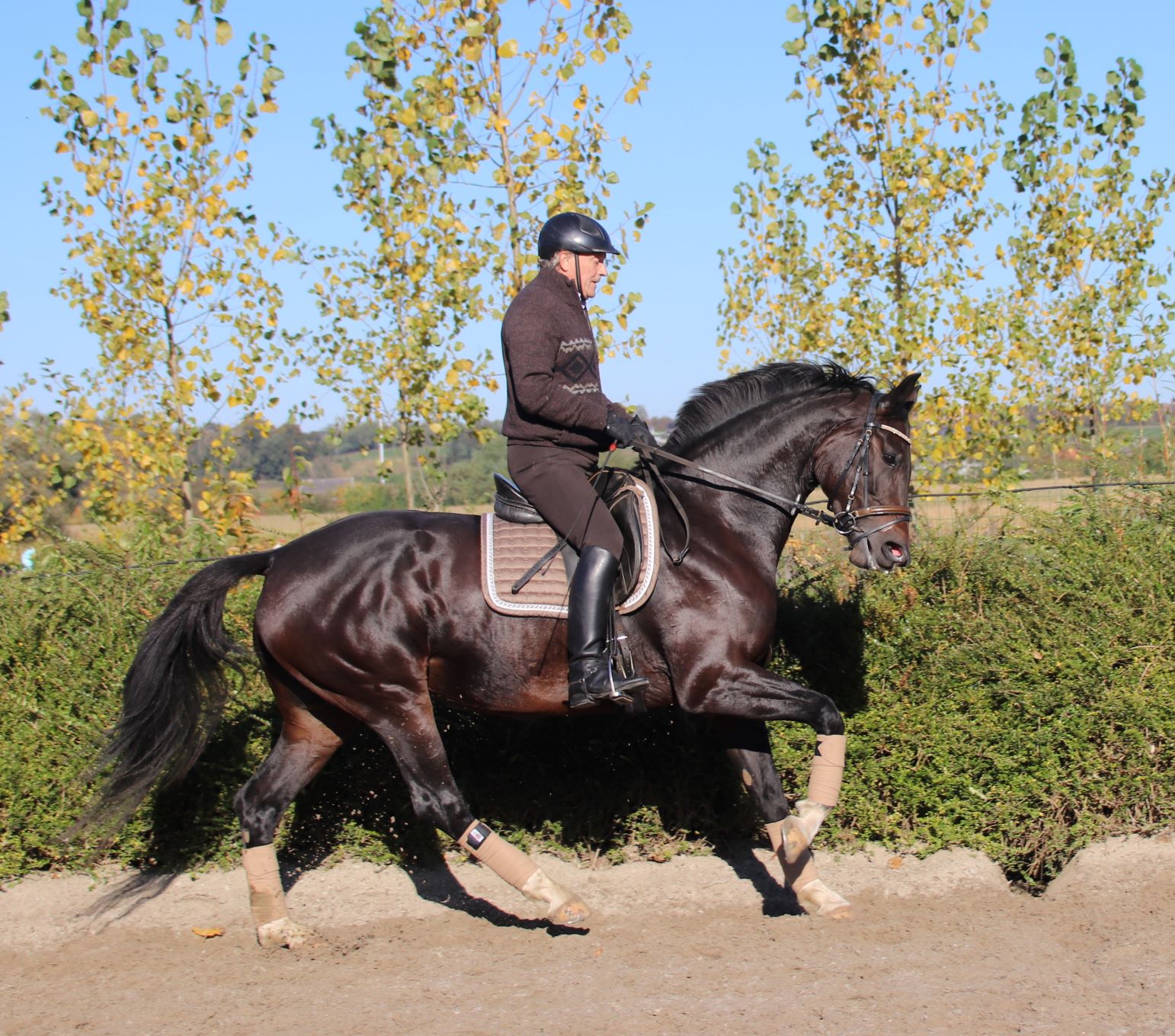 Opgericht met ondertredende achterhand in galop