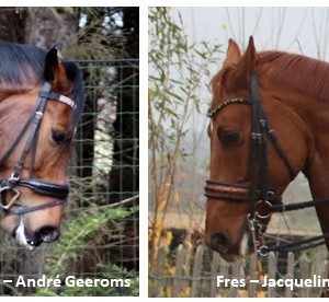 De spanning van de neusriem bepaalt de nageeflijkheid van het paard