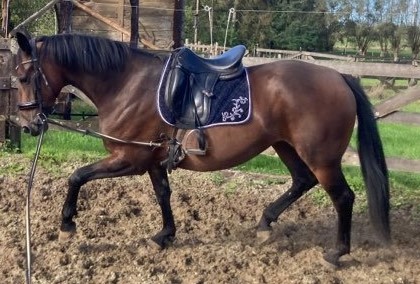 Je bent geen slecht ruiter omdat je je paard eerst longeert voor het opstijgen.