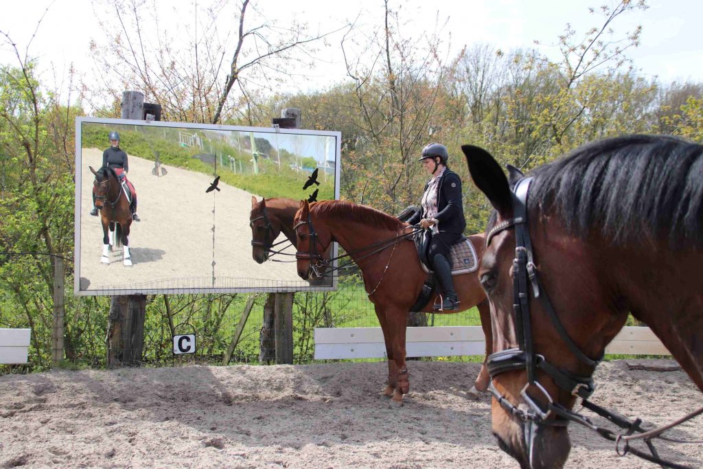 Een paard heeft geen zelfbewustzijn e herkent zichzelf dus niet