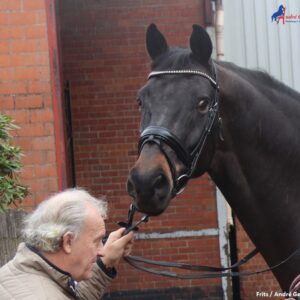 Een neusriem wordt niet aangesnoerd en laat het paard toe te kauwen op het bit