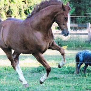 Een dominant paard is moeilijk aan te zetten tot werken