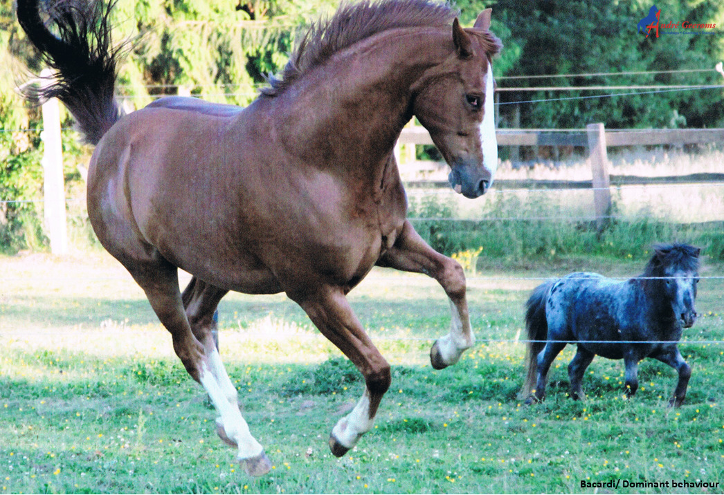 Een dominant paard is moeilijk aan te zetten tot werken