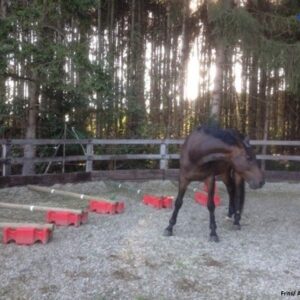 Ponydraf ontwikkelen naar cadans.