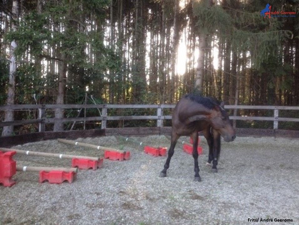 Ponydraf ontwikkelen naar cadans.