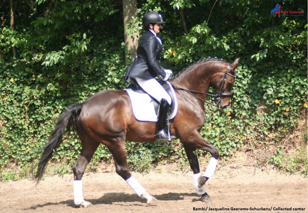 Het nut en onnut van contragalop. Verzamelde galop is de basis voor de contragalop.