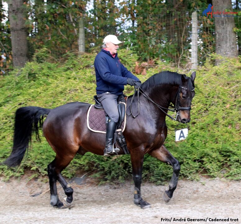 Antropomorfisme, een paard als mens behandelen!