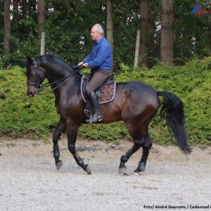 Gecadanceerde draf en -galop ontwikkelen.