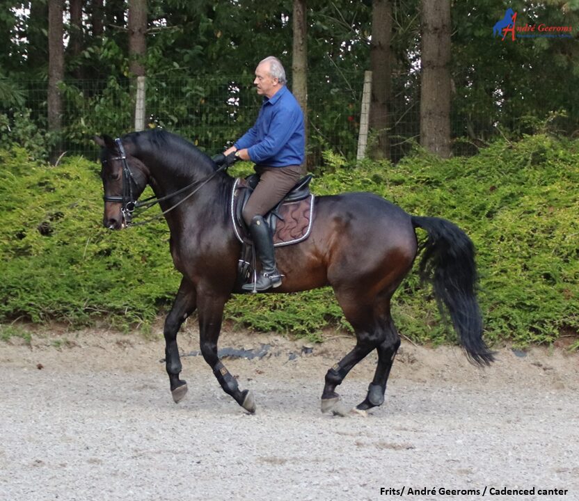 Gecadanceerde draf en -galop ontwikkelen.