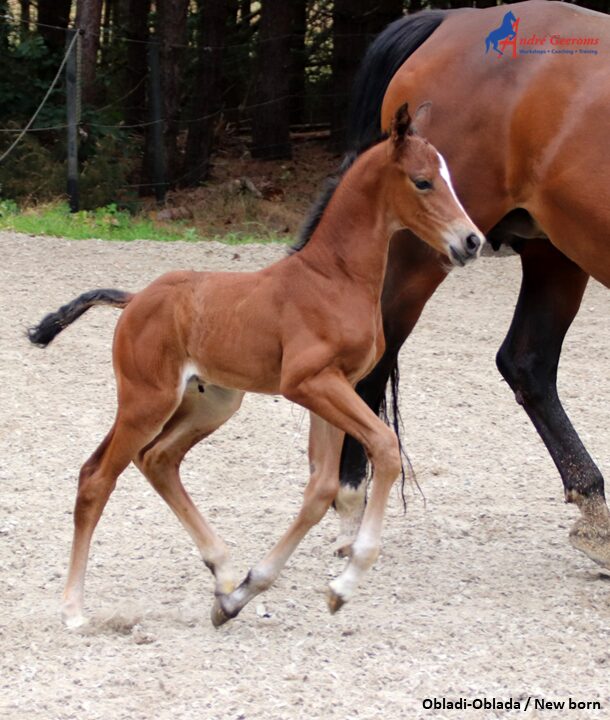 Het vertrouwen met het paard dient reeds tijdens de inprentingsfase te gebeuren.