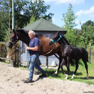 Starten met een groen paard.