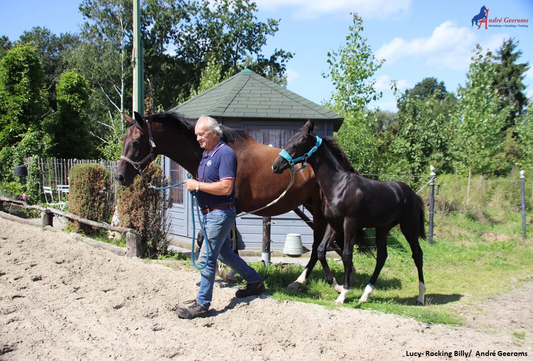 Starten met een groen paard.