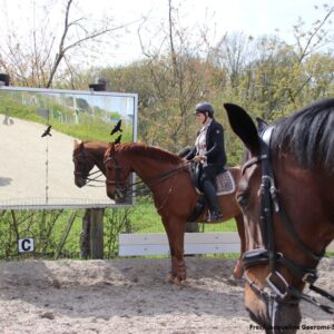 Schrikken van andere paarden.