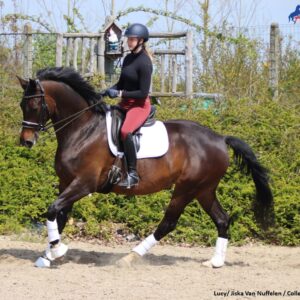 Hoe de galop verbeteren. Zijgangen en voltes zijn belangrijk bij het leren onderbrengen van de achterhand.