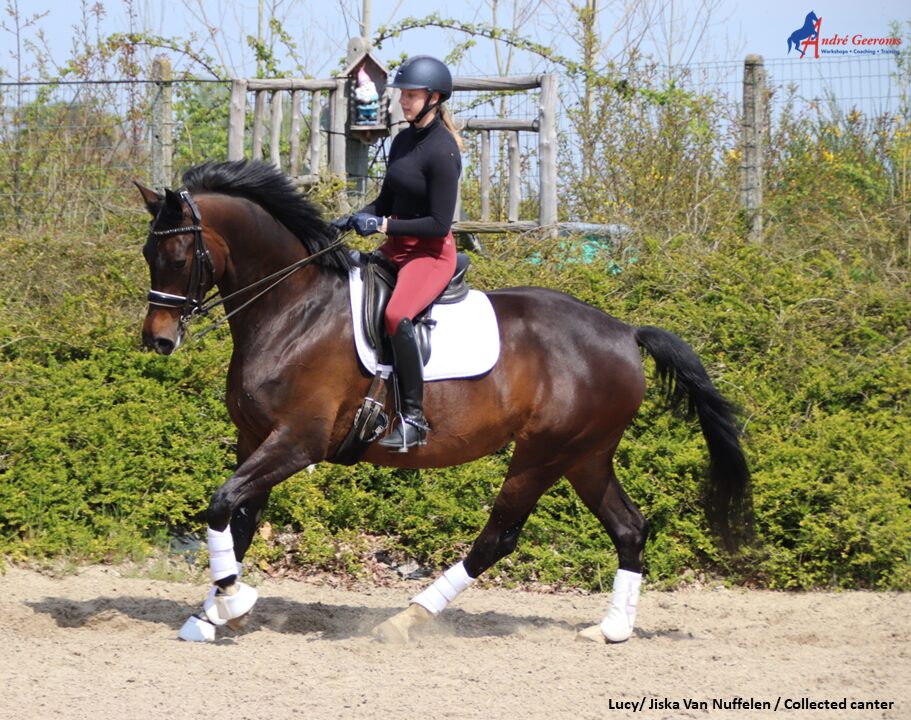 Hoe de galop verbeteren. Zijgangen en voltes zijn belangrijk bij het leren onderbrengen van de achterhand.