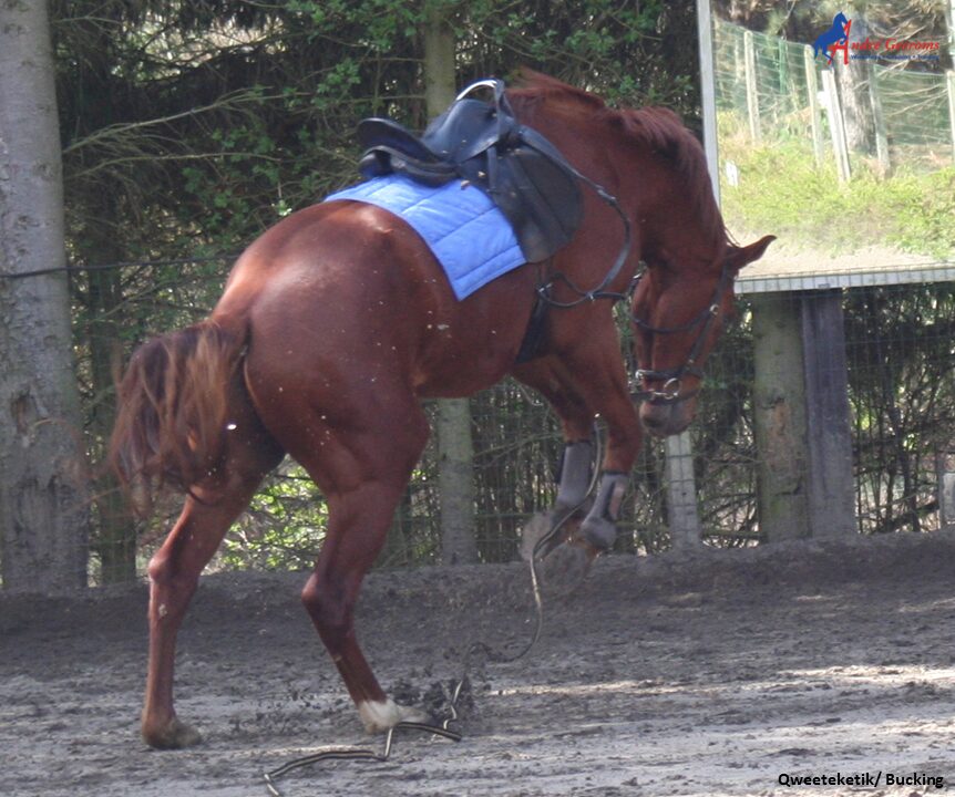 Ik gooi mijn paard eruit! Het is genoeg.