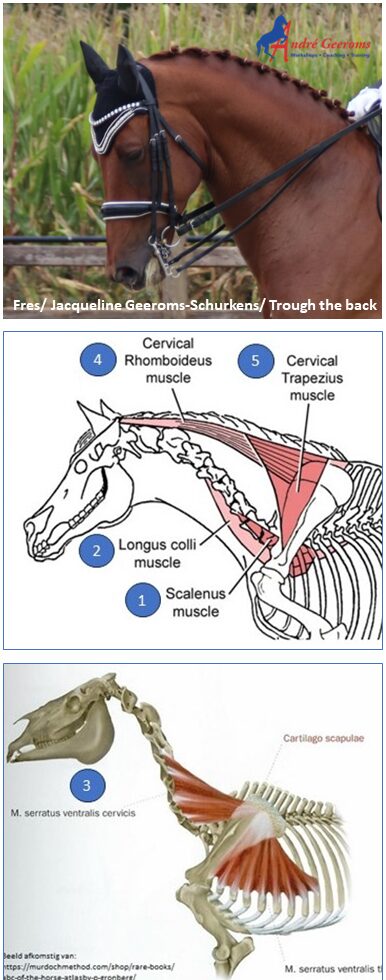 Loopt je paard over de rug? Een te hoog opgerichte korte hals belemmert het ruggebruik.