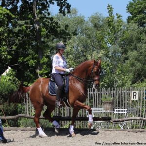 Hoe leer ik mijn paard passageren?