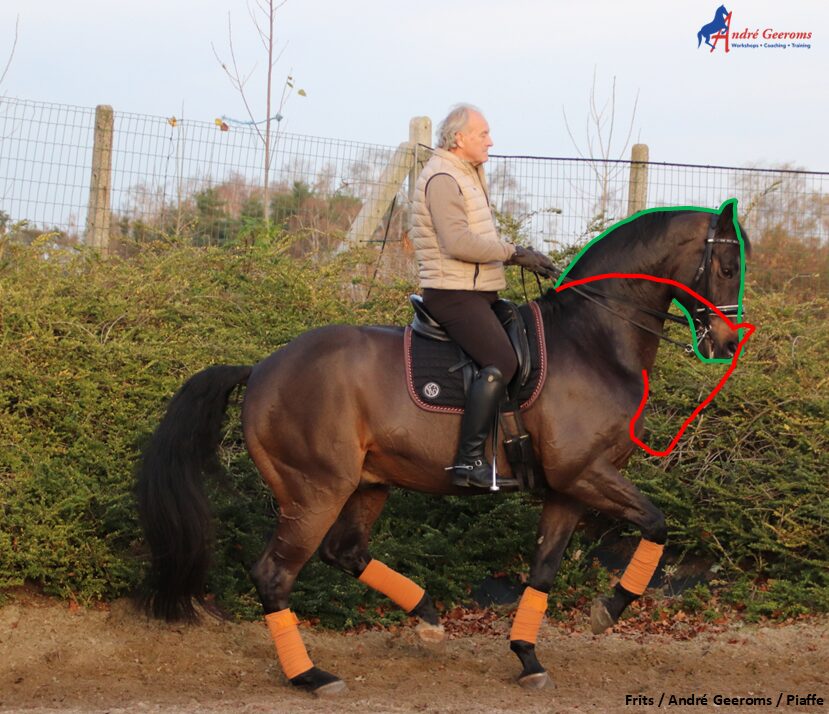 Mijn paard krult zich op! Opkrullen komt door te hoge of te lage teugeldruk en ontstaat dus door een te harde hand van de ruiter.